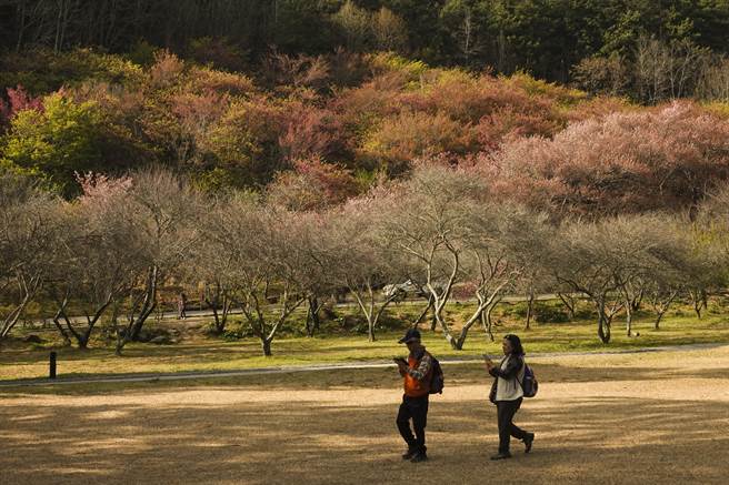 武陵农场今年樱花花期接近尾声，但仍有部分樱花盛开，搭配山头树梢新芽，让山头显得顏色缤纷。（黄子明摄）