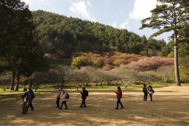 武陵农场今年樱花花期接近尾声，但仍有部分樱花盛开，搭配山头树梢新芽，让山头显得顏色缤纷。（黄子明摄）