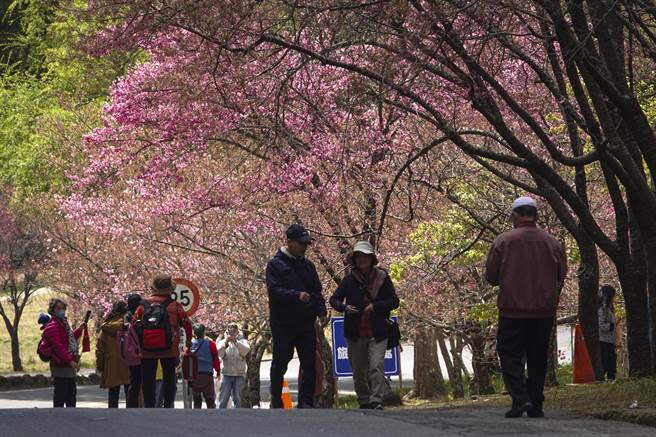 武陵农场今年樱花花期已近尾声，但仍有少数花期较晚的樱花依旧绽放，搭配山头树梢新芽，山景红绿争艳。（黄子明摄）