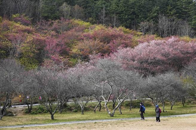 武陵农场今年樱花花期接近尾声，但仍有部分樱花盛开，搭配山头树梢新芽，让山头显得顏色缤纷。（黄子明摄）