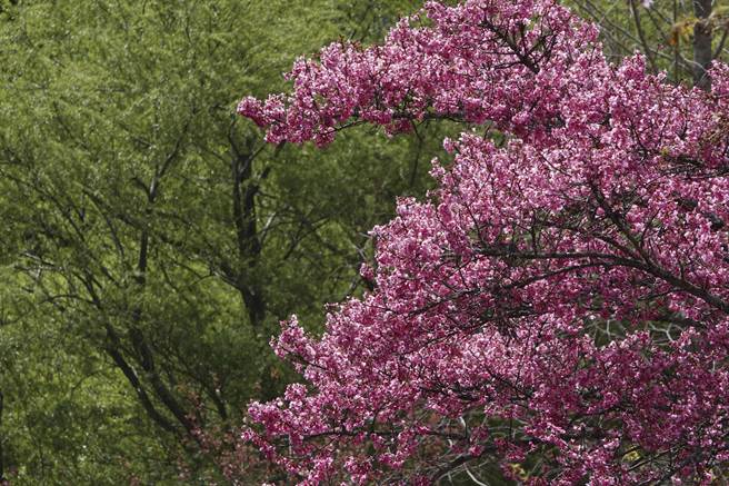 武陵农场今年樱花花期已近尾声，但仍有少数花期较晚的樱花依旧绽放，搭配山头树梢新芽，山景红绿争艳。（黄子明摄）