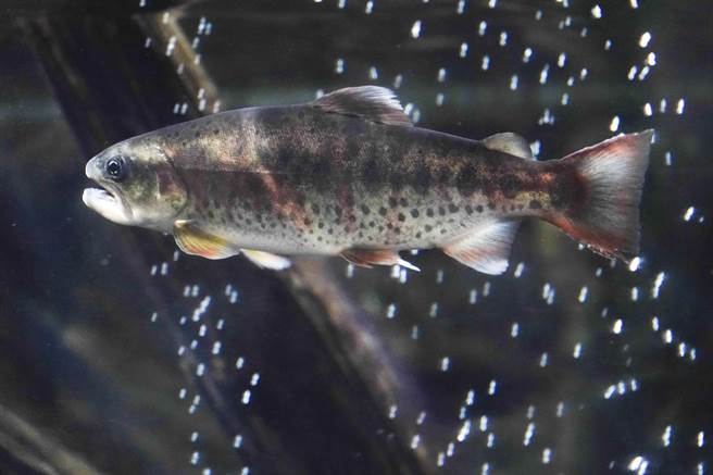 国宝鱼樱花鉤吻鲑是台湾的特有樱鲑亚种，为冰河孑遗生物，其主要栖息水域七家湾溪就位在武陵农场内。（黄子明摄）