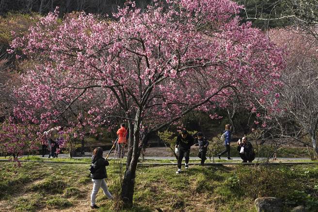 武陵农场今年樱花花期已近尾声，但仍有少数花期较晚的樱花依旧绽放，吸引民眾拍照留念。（黄子明摄）