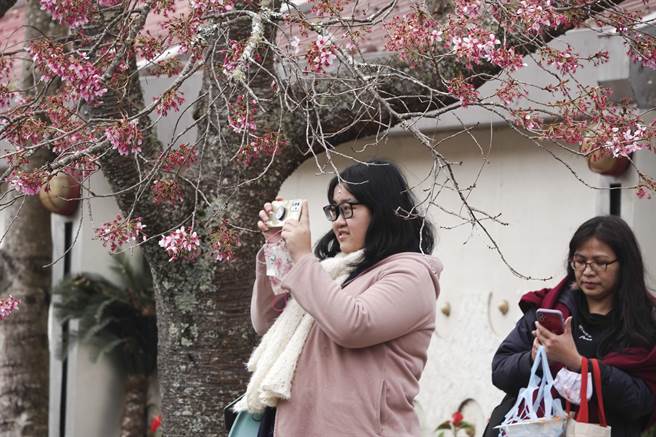 武陵农场今年樱花花期已近尾声，但仍有少数花期较晚的樱花依旧绽放，吸引民眾拍照留念。（黄子明摄）