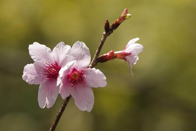 武陵农场今年樱花花期已近尾声，但仍有少数花期较晚的樱花依旧含苞待放。（黄子明摄）