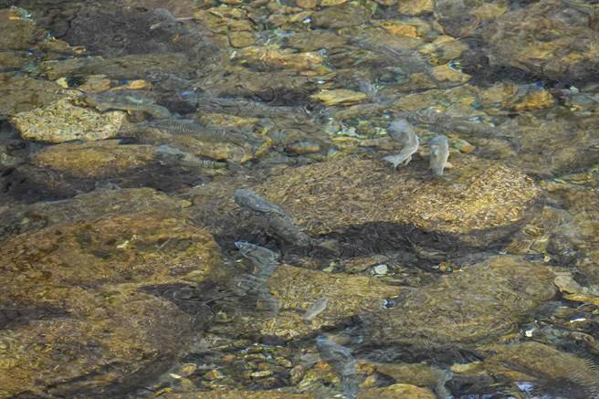国宝鱼樱花鉤吻鲑为台湾的特有樱鲑亚种，是冰河孑遗生物，主要栖息水域七家湾溪就位在武陵农场内，清澈的溪水，可见成群樱花鉤吻鲑与溪哥在较缓的溪中石砾堆游动。（黄子明摄）
