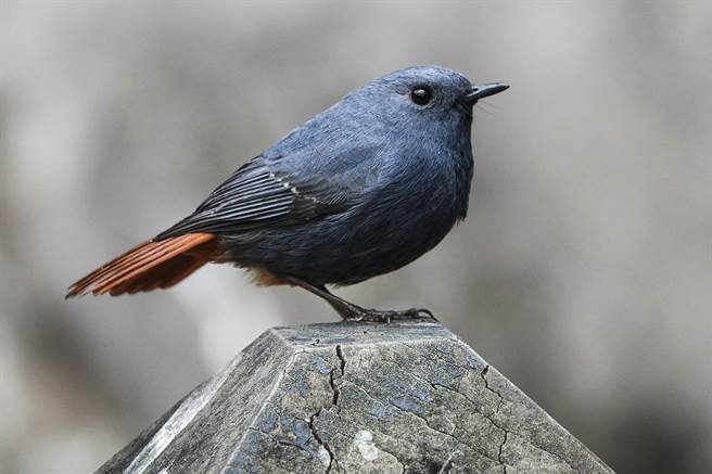 武陵农场鸟种眾多，铅色水鸫在当地很容易观察。（黄子明摄）