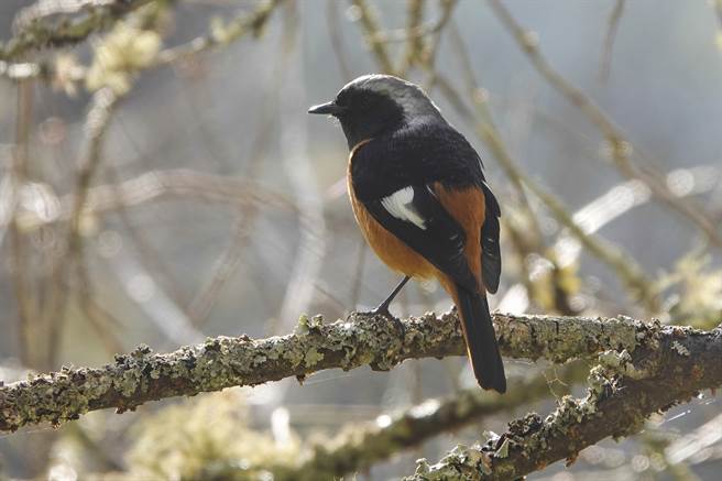 武陵农场鸟种眾多，冬候鸟黄尾鸲是常见冬季鸟类。（黄子明摄）
