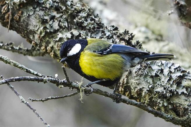 武陵农场鸟种眾多，青背山雀常现树头。（黄子明摄）