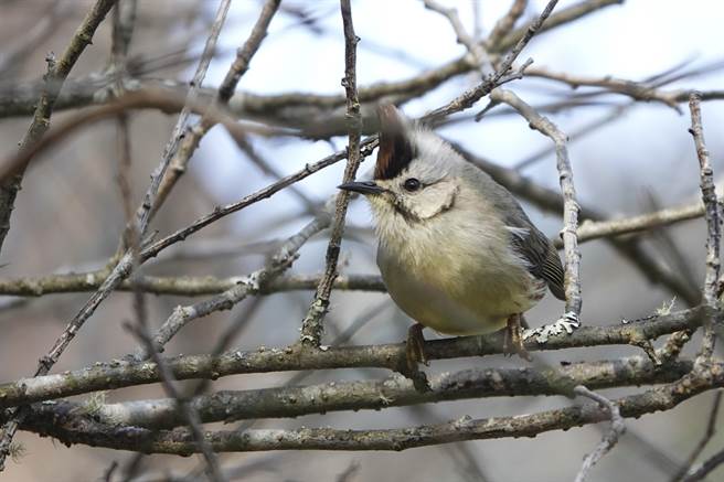 武陵农场鸟种眾多，冠羽画眉经常成群聚飞。（黄子明摄）