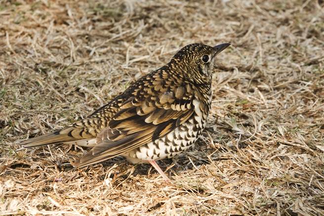 武陵农场鸟种眾多，虎鸫猎食很有耐性。（黄子明摄）