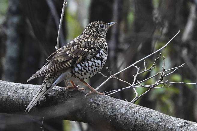 武陵农场鸟种眾多，虎鸫猎食很有耐性。（黄子明摄）