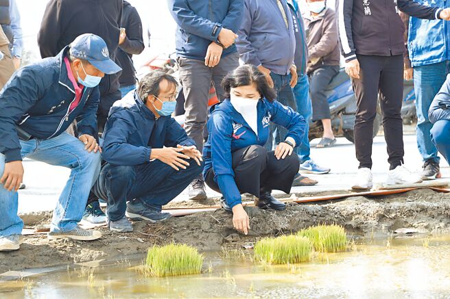 云林县水稻幼苗黄化严重，县长张丽善（前左三）勘灾向中央争取救助。（云林县政府提供／张朝欣云林传真）