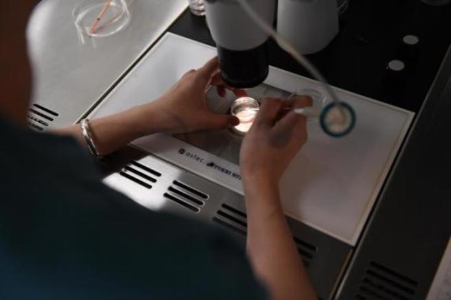 胚胎冷冻处于沉睡状态，等需要解冻的时候再被唤醒。图为显微镜下为冷冻胚胎解冻。（图／长江日报）