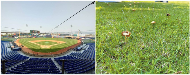 图左为台中洲际棒球场球场，包括草皮及红土部分都有针对台湾气候因素做出调整。图右为新竹棒球场，议员会勘时竟发现草皮区长出香菇。（本报系资料照、林彦甫提供／王惠慧新竹传真）