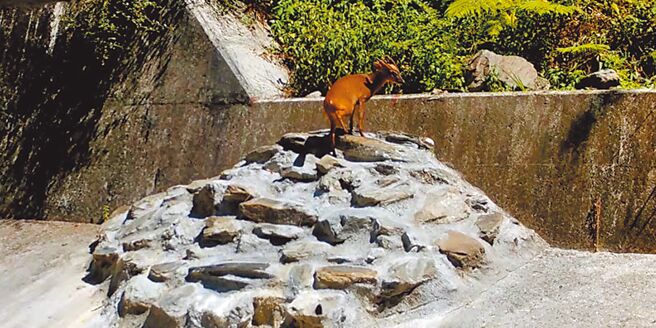 台東林管處執行知本林道集水井工程時，一併建立動物友善通道，生態攝影機記錄到山羌（見圖）、水鹿、黃喉貂等多種野生動物通行。（台東林管處提供／蔡旻妤台東傳真）
