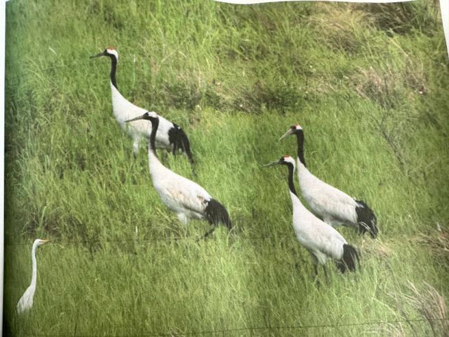 新市镇焚化炉预定地过去曾吸引丹顶鹤一家4口在此驻足，环保学者期望该地能回归自然，营建署却规划成为产业专用区。（图／读者提供）