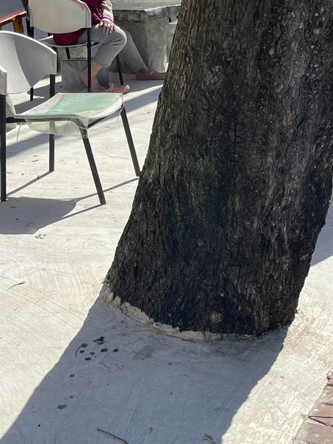 樹根被鋪上水泥，形同「將樹活活窒息而死」。（陳夢茹攝）