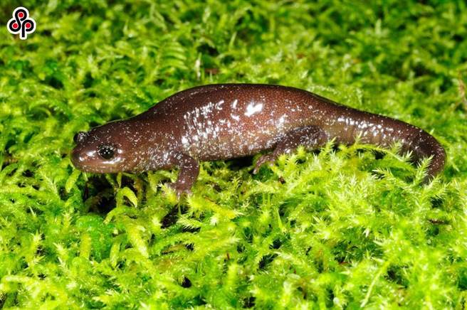 圖為保育類觀霧山椒魚。（游崇瑋提供／謝明俊苗栗傳真）