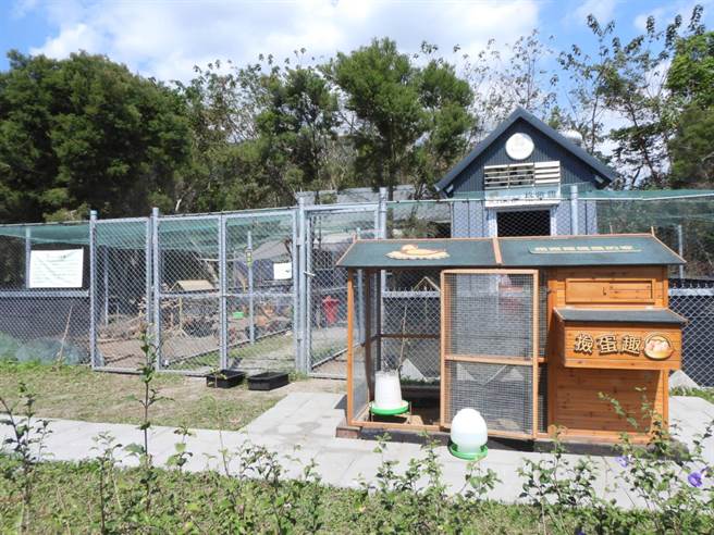 花莲君达休閒农场以友善环境的方式饲养「Gaea格雅鸡」。（罗亦晽摄）