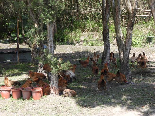 花莲君达休閒农场以友善环境的方式饲养「Gaea格雅鸡」，每天白天都会放牠们到一旁菜园吃草工作。（罗亦晽摄）