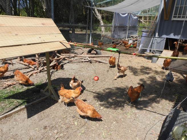花莲君达休閒农场以友善环境的方式饲养「Gaea格雅鸡」，每天白天都会放牠们到一旁菜园吃草工作，下午则会奖励工作表现良好的鸡只品嚐下午茶。（罗亦晽摄）