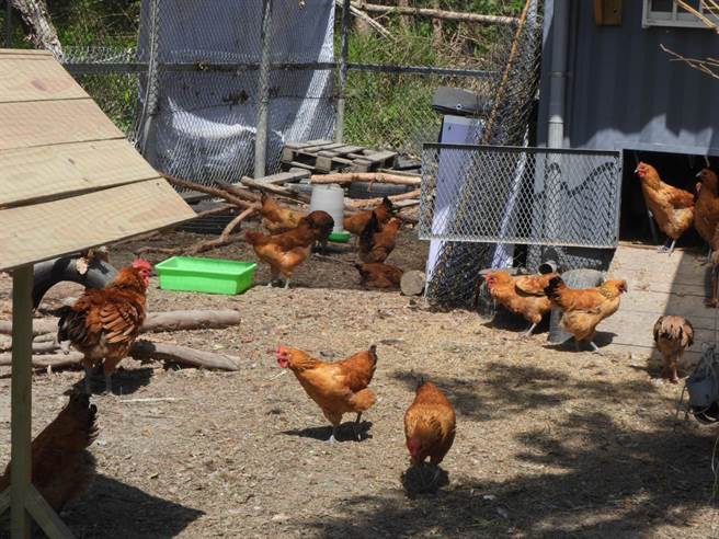 花莲君达休閒农场以友善环境的方式饲养「Gaea格雅鸡」。（罗亦晽摄）