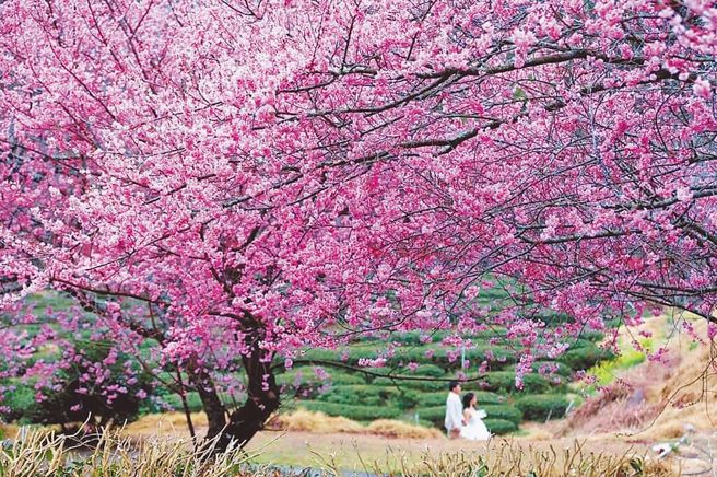 武陵农场樱花相当浪漫，吸引上万游客到访赏樱。（本报资料照）