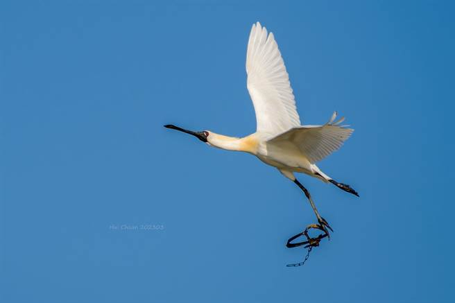 鸟友詹惠娟昨在布袋新塭鱼塭发现一只黑面琵鹭脚被捕兽铗夹住，忍痛的在天上飞行。（詹惠娟提供∕吕妍庭嘉义传真）
