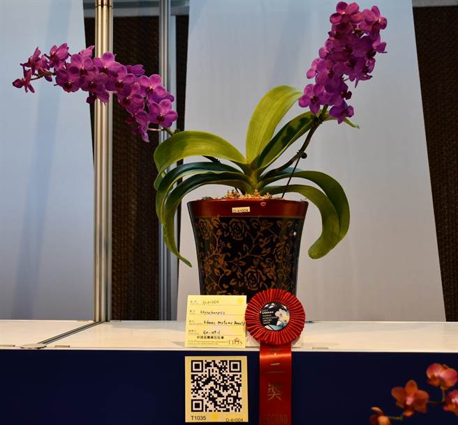 狐狸尾兰和蝴蝶兰杂交后裔-狐狸尾蝶兰「香水美人」获颁第二奖。(高雄场提供)