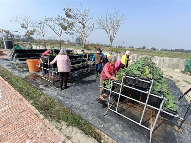 云林县台西乡光华村高层架开心农场，银髮族免弯腰为自己加菜。（民眾提供／张朝欣云林传真）