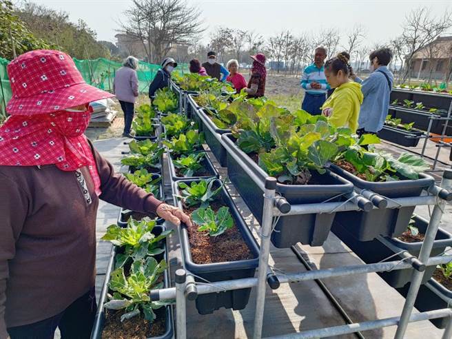 云林县台西乡光华村高层架开心农场，吸引20余名老人家来种菜。（民眾提供／张朝欣云林传真）
