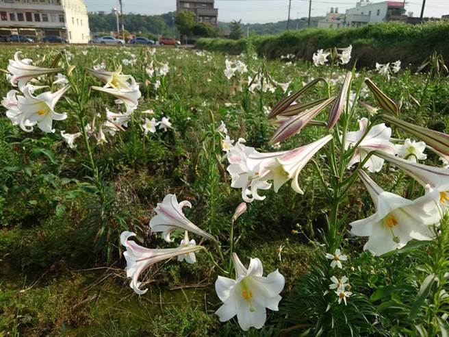 大古山近年復育野百合有成，约2万株花苗将于4、5月盛开。（大古山休閒农业区提供／陈梦茹桃园传真）
