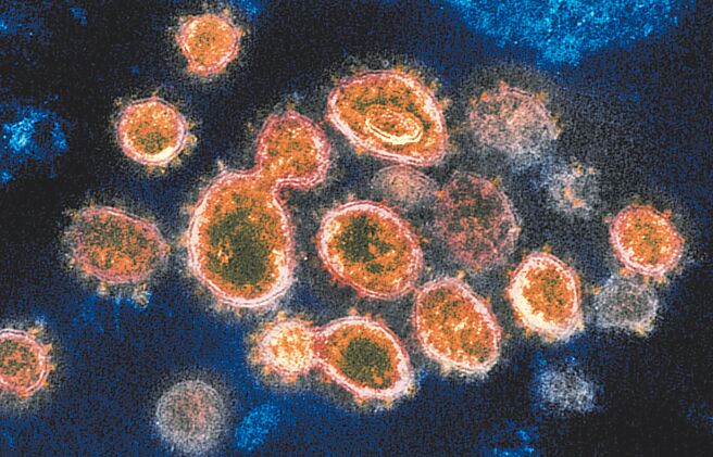 外泌体也与病毒感染疾病相关，目前已有9项治疗新冠肺炎的外泌体临床试验正在进行。图／美联社