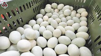 不只雞蛋漲價 鴨蛋產地價也創歷史高價