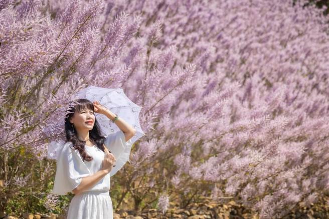 中寮麝香木粉紫色的花满开，放眼望去彷佛「粉红山丘」，十分梦幻，吸引大批游客造访拍网美照。（南投县政府提供／杨静茹南投传真）