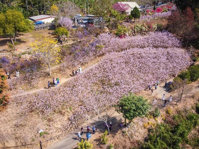 地主将中寮老家附近3分地山坡栽种麝香木，每年2、3月麝香木绽放时彷佛「粉红山丘」。（南投县政府提供／杨静茹南投传真）
