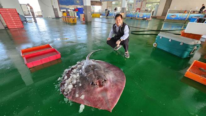 重逾30公斤、全長逾3公尺的巨大魟魚體型比成年人還要大。（讀者提供∕呂妍庭嘉義傳真）