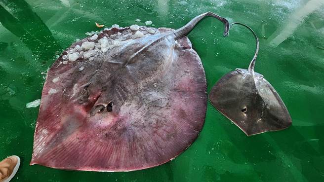 大魟魚的尾巴像掃巴，跟一般魟魚尖尾明顯不同。（讀者提供∕呂妍庭嘉義傳真）