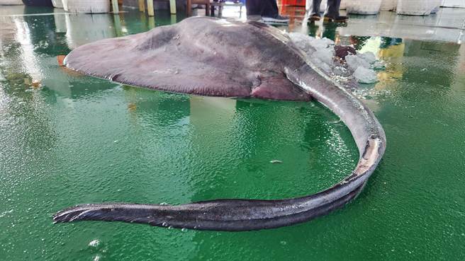 大魟魚的尾巴像掃巴，跟一般魟魚尖尾明顯不同。（讀者提供∕呂妍庭嘉義傳真）