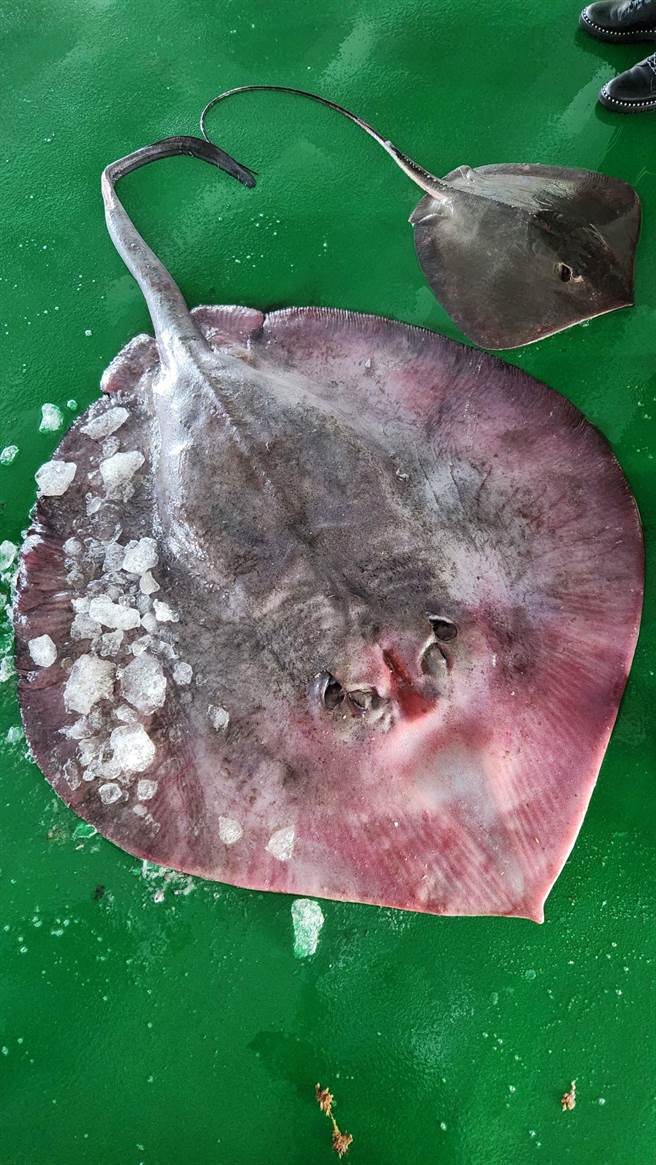大魟魚的體型明顯比魚市場內其他魟魚大上許多。（讀者提供∕呂妍庭嘉義傳真）