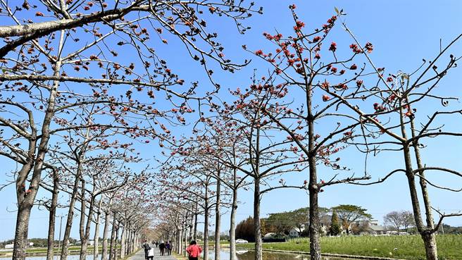 适逢春暖花开，台南白河林初埤木棉树出现一颗一颗的花苞，有些已开得火红。（张毓翎摄）