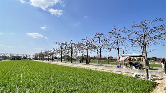 伴随一旁的田园景色，最近吸引不少游客前往拍照。（张毓翎摄）