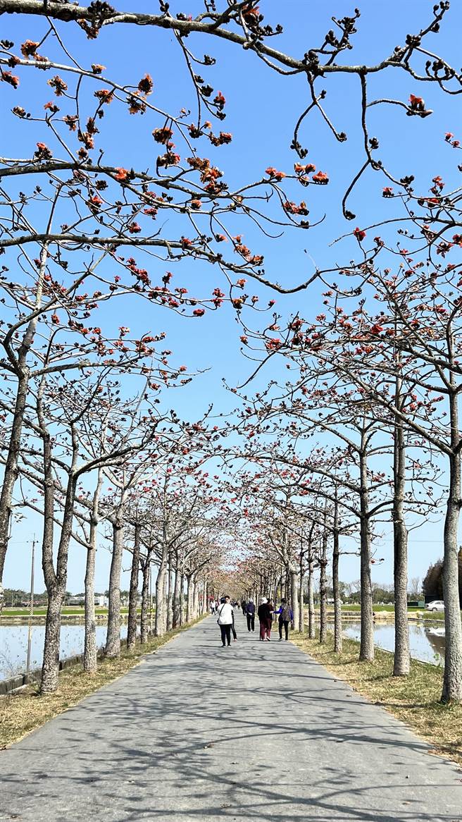 河林初埤木棉花道全长866.5公尺，目前花开约3成。（张毓翎摄）