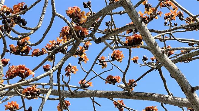 趁着花季期间，白河区公所举办一系列木棉花季活动，让游客不只赏花，也能在花道旁听音乐。（张毓翎摄）