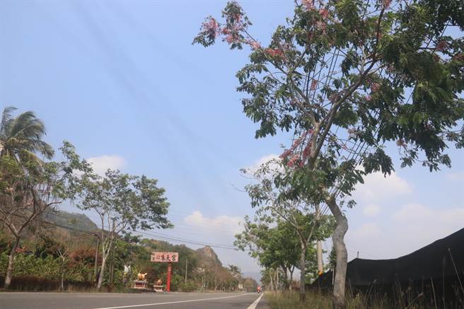 有「四月樱花」美称之花旗木，以往此时在六龟区台27甲线沿路就茂盛开花，非常缤纷美丽，不过今年疑受到气候乾燥及土壤影响，不少花旗木开得稀疏，无法吸引路人停下脚步拍照，当地民眾形容，这8年来首次花开稀疏。(林雅惠摄)