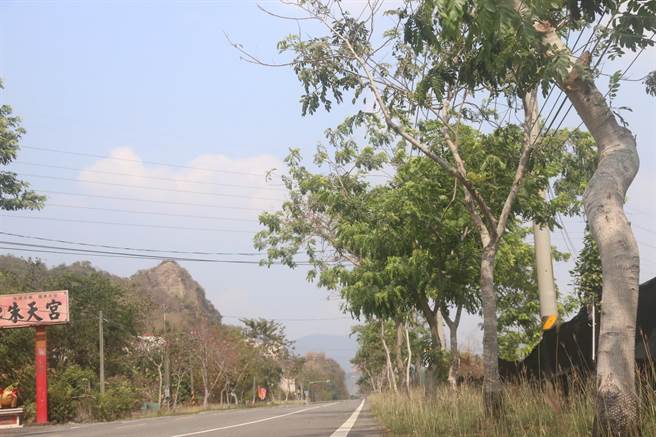 有「四月樱花」美称之花旗木，以往此时在六龟区台27甲线沿路就茂盛开花，非常缤纷美丽，不过今年疑受到气候乾燥及土壤影响，不少花旗木开得稀疏，无法吸引路人停下脚步拍照，当地民眾形容，这8年来首次花开稀疏。(林雅惠摄)