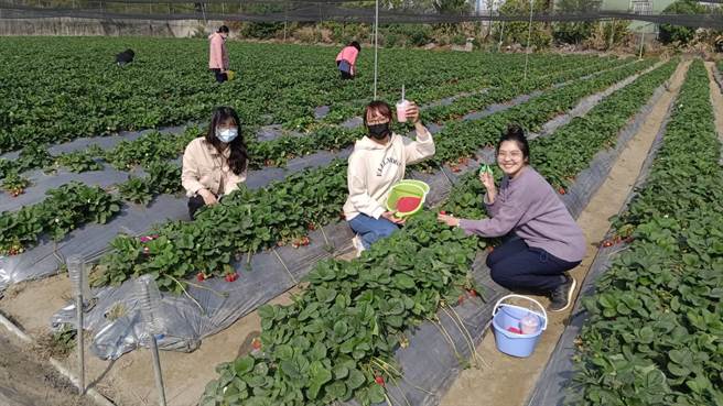 台中市丰原警分局为感谢女性同仁辛劳，举行「相揪採莓趣，迎接莓好辛福」妇女节庆祝活动。（警方提供／陈淑娥台中传真）