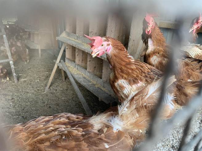 花莲没有种鸡厂，鸡农多属放牧式，因此鸡蛋靠中南部供应。（王志伟摄）