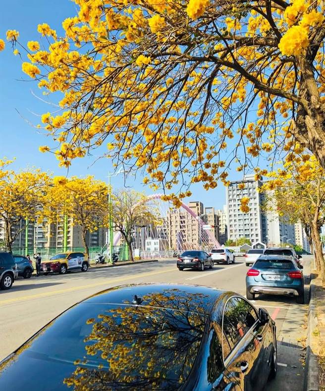 春天是黄花风铃木盛开的季节，台中市有多处赏花好景点。（林欣仪摄）